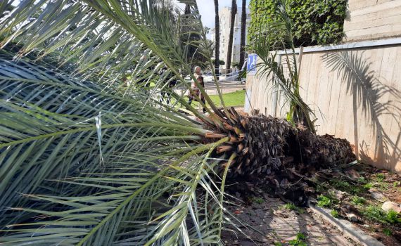 אישה פונתה במצב בינוני לאחר שקרס עליה עץ