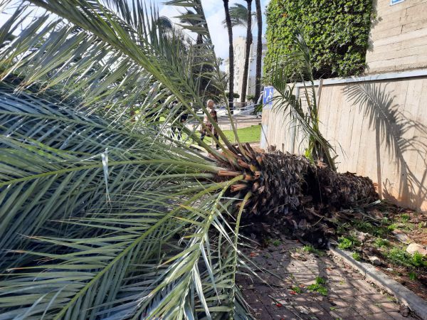 אישה פונתה במצב בינוני לאחר שקרס עליה עץ