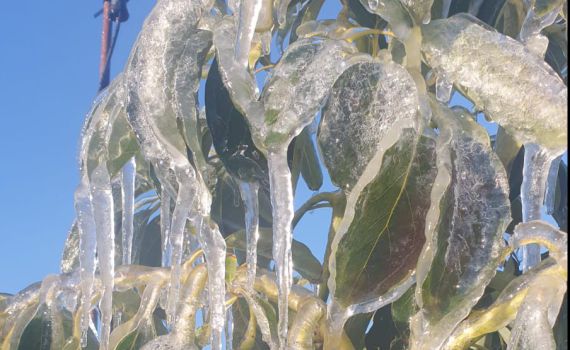 היקף נזקי הקרה בלילות האחרונים: כ-45 מיליון ש"ח