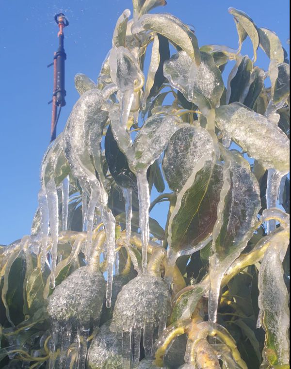 היקף נזקי הקרה בלילות האחרונים: כ-45 מיליון ש"ח