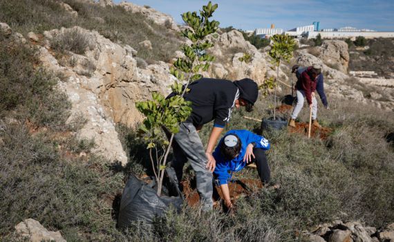 נטיעות, למה דווקא בט"ו בשבט?