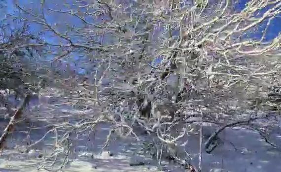 הסערה תימשך; השלג יתפשט: תחזית מזג אוויר