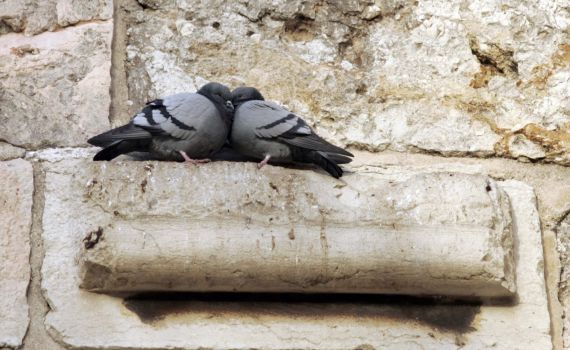 תכינו יונה: התוניסיאים חוגגים את סעודת יתרו