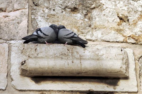 תכינו יונה: התוניסיאים חוגגים את סעודת יתרו