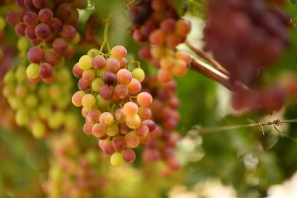 בניגוד לדרישת המנהל: הכרם בגוש עציון לא ייהרס