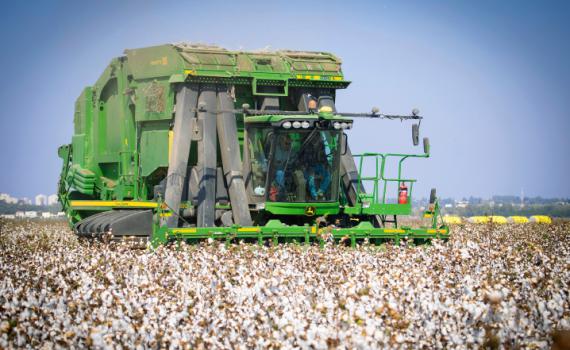 אצל חבריי מהקיבוץ, משהו בקשר הטבעי לארץ ניתק