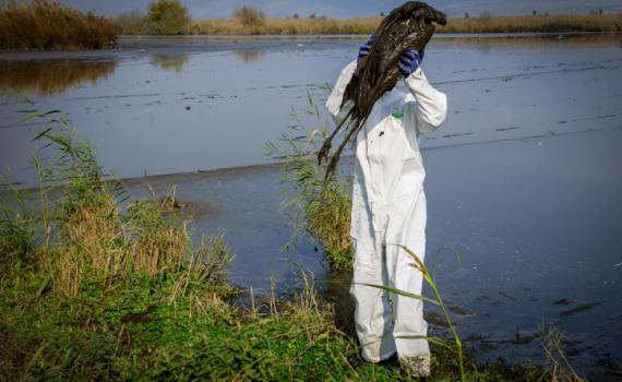 "שפעת העופות השנה היא אסון אקולוגי חסר תקדים"