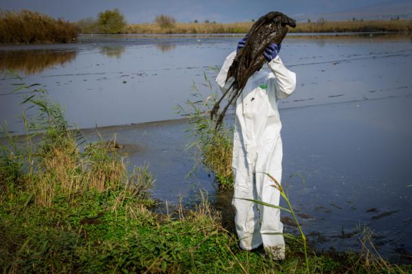 "שפעת העופות השנה היא אסון אקולוגי חסר תקדים"