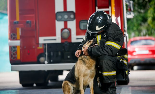  במהלך שריפה בדירה: כלב נשך את לוחמי האש