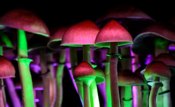 בקרוב בישראל: טיפול באמצעות פטריות הזיה