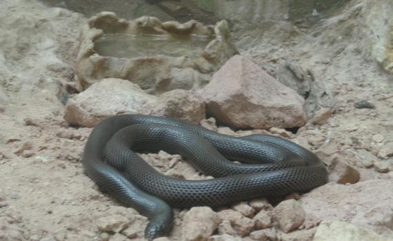 נס על שרף: נגע בטעות בנחש הכי ארסי בארץ וניצל