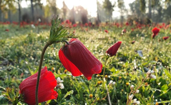 הנה זה בא: תיעוד מרהיב מהדרום