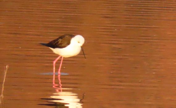 סכנת שפעת העופות חלפה: שמורת החולה נפתחת מחדש