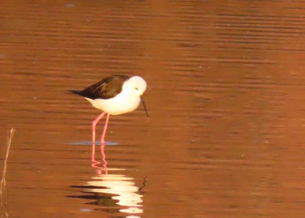 סכנת שפעת העופות חלפה: שמורת החולה נפתחת מחדש