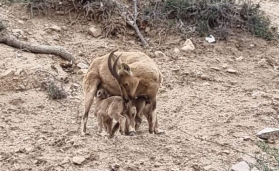 עופרי היעלים האלה מרגשים: וזאת הסיבה