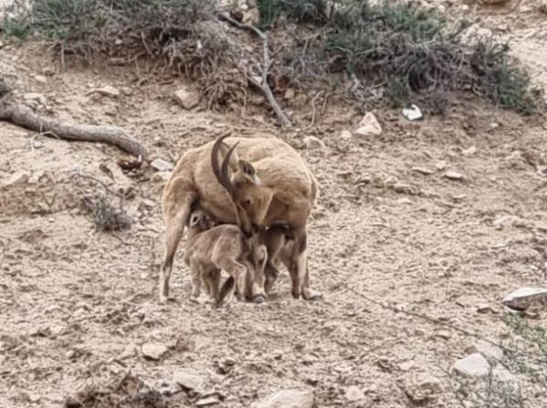 עופרי היעלים האלה מרגשים: וזאת הסיבה