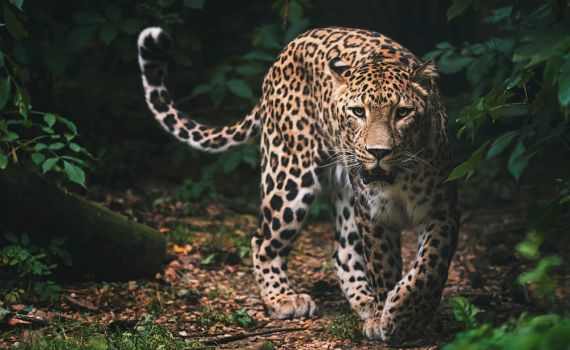 בהלה בגן החיות: בזמן האכלה, נמר נשך עובדת