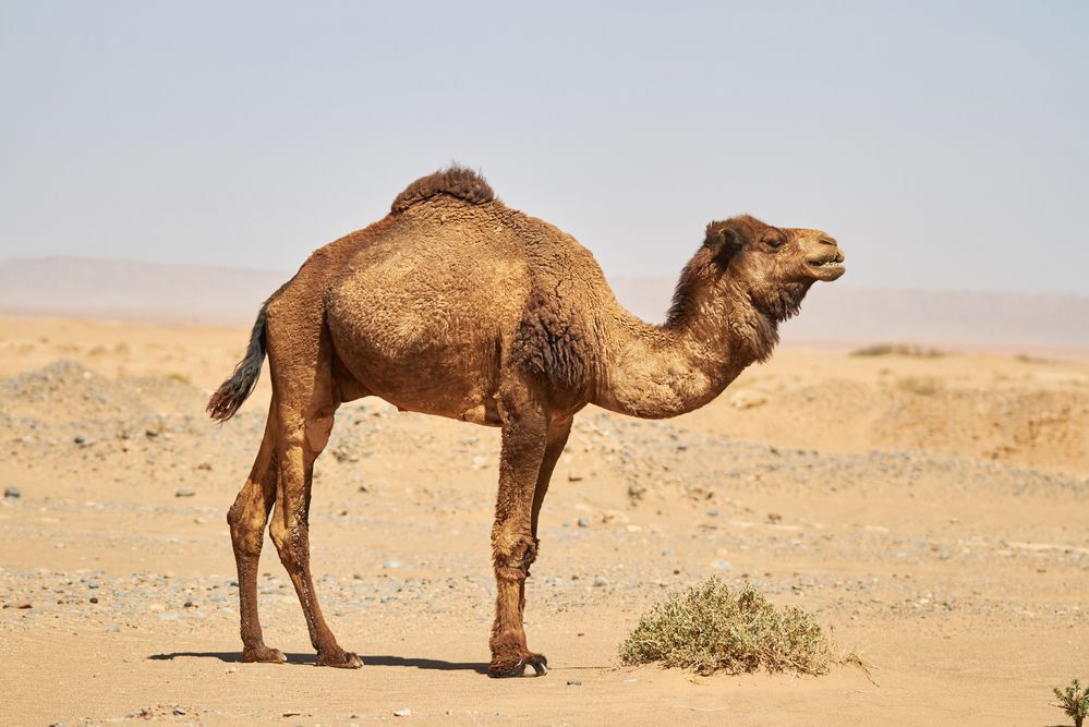 ארה"ב: גמל נמלט מגן החיות – ודרס 2 גברים למוות