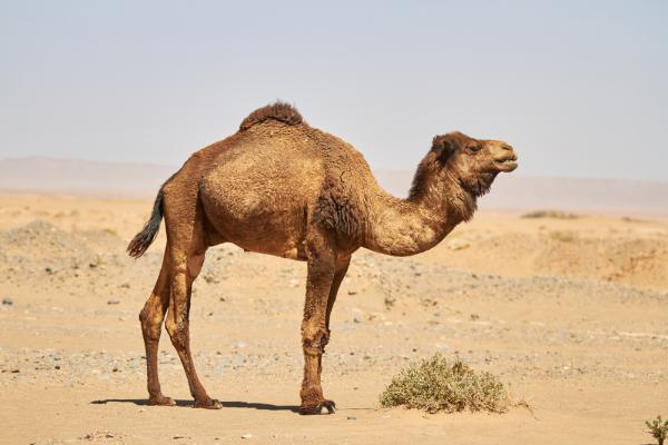 ערד: ילד בן שש נפגע מגמל, מצבו בינוני
