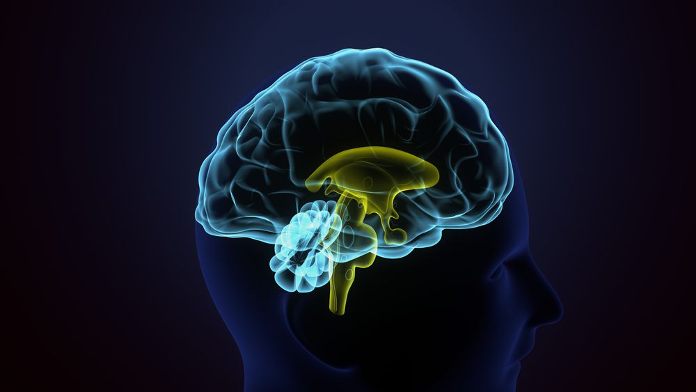 כל מה שרציתם לדעת על המוח | ביקורת ספרים