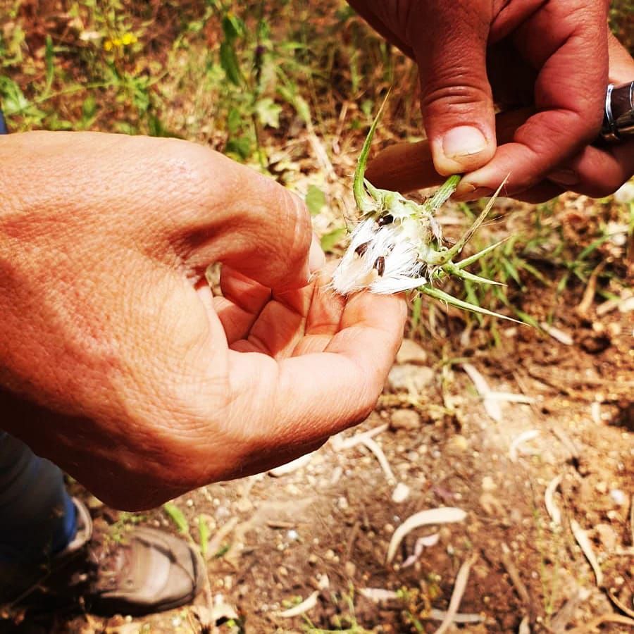 מכללת מעינות: מוצאים את צמחי המרפא ליד הבית