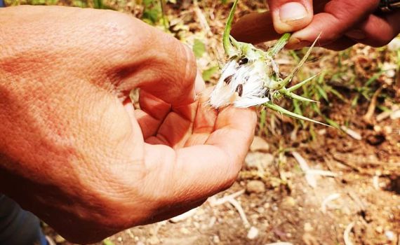 מכללת מעינות: מוצאים את צמחי המרפא ליד הבית