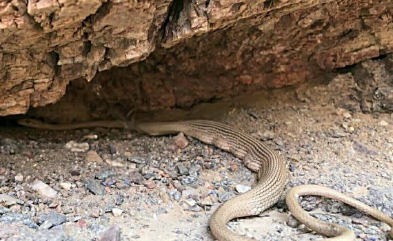 לוחם חיל האוויר נפצע מהכשת נחש, מצבו קשה