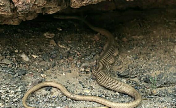 אחרי החגים: תיעוד מדהים של נחש עם בטן מלאה