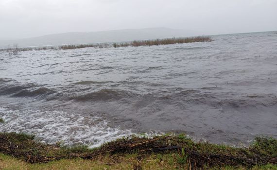 התעלומה נפתרה: זה הגורם למחלות העיניים בכנרת