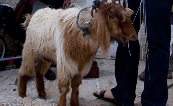 חשש כרת: צריך להתרחק מירושלים בערב פסח? שו"ת