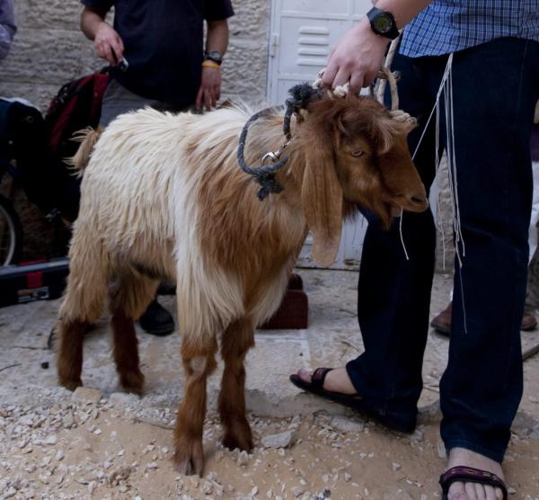 חשש כרת: צריך להתרחק מירושלים בערב פסח? שו"ת