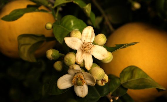 חודש ניסן: ברכת האילנות עם כל הבקשות וההוספות