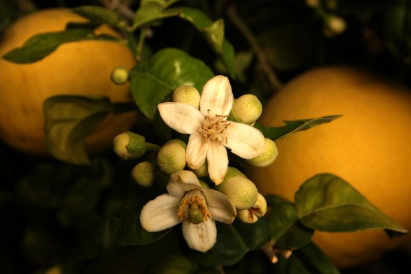 חודש ניסן: ברכת האילנות עם כל הבקשות וההוספות