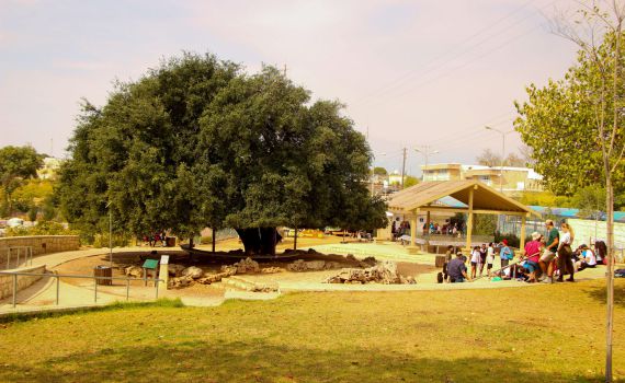 כ-20,000 מטיילים עד כה הגיעו לגוש עציון