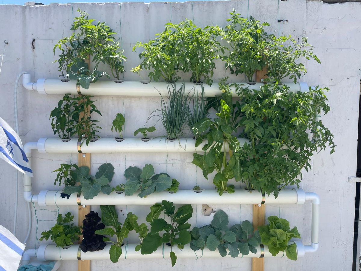 חולמים על מערכת הידרופונית בגינה? כך תעשו זאת