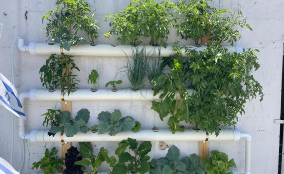 חולמים על מערכת הידרופונית בגינה? כך תעשו זאת