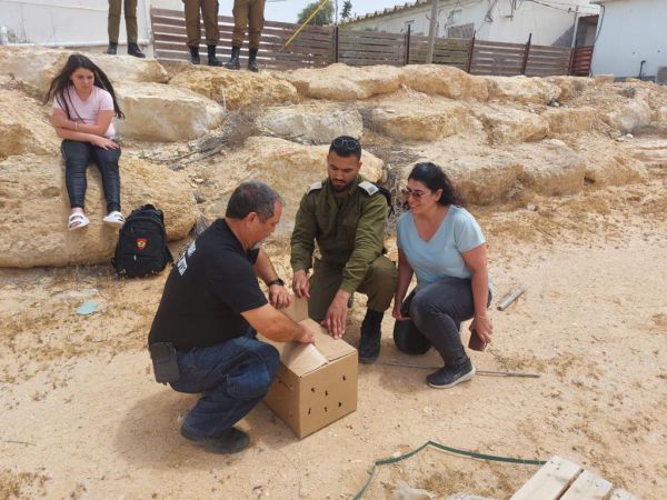צפו: מחזירים לטבע בז אדום שנפגע מרשת יונים
