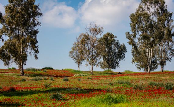 חם ויבש; הגשם בדרך אלינו: תחזית מזג אוויר