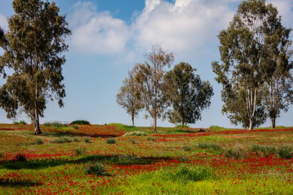 חם ויבש; רוחות ואובך: תחזית מזג אוויר