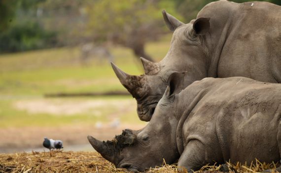 הידעתם? קרנף וחידק זה חיבור של מילים, ואלו עוד?