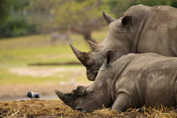 הידעתם? קרנף וחידק זה חיבור של מילים, ואלו עוד?