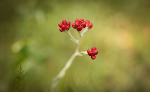 צפו: איך הפך דם המכבים לסמל של יום הזיכרון?