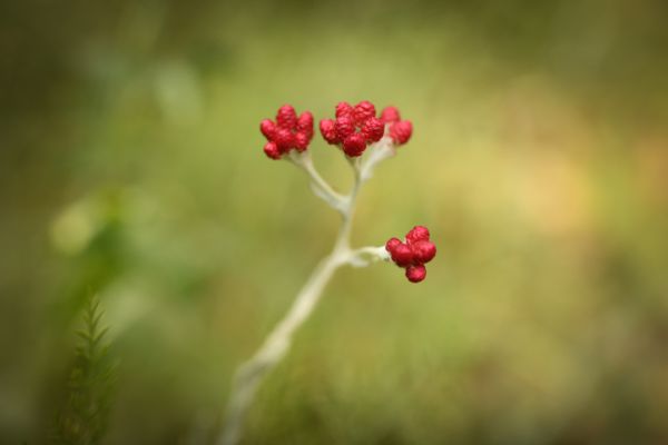 צפו: איך הפך דם המכבים לסמל של יום הזיכרון?