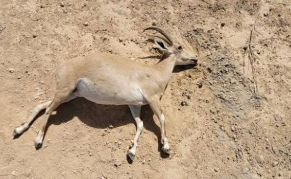 תעלומה: מה גרם למותם של 4 יעלים במצפה רמון?