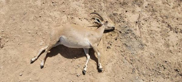 תעלומה: מה גרם למותם של 4 יעלים במצפה רמון?