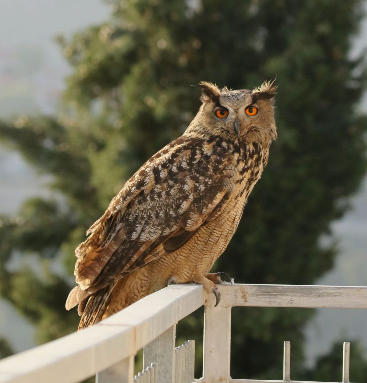 מתחת לקבר של חובב טבע: קינון של עוף נדיר מאוד