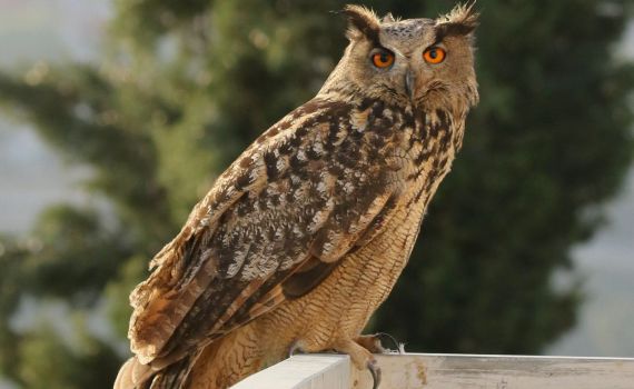 מתחת לקבר של חובב טבע: קינון של עוף נדיר מאוד