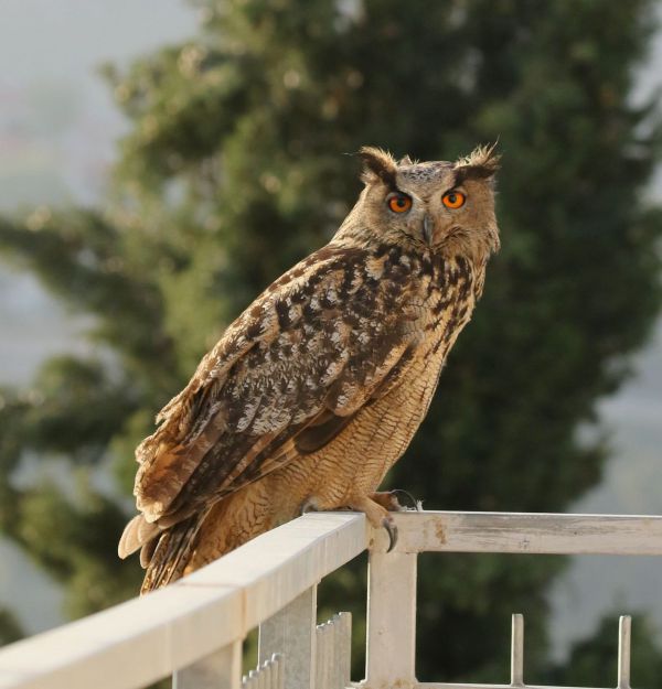 מתחת לקבר של חובב טבע: קינון של עוף נדיר מאוד