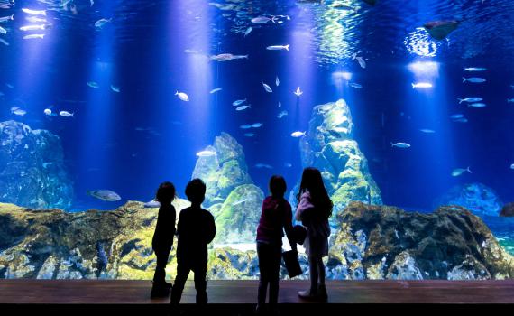 אטרקציה חדשה: "מפעל המים" של אקווריום ישראל