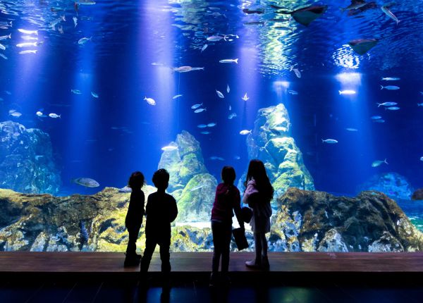 אטרקציה חדשה: "מפעל המים" של אקווריום ישראל